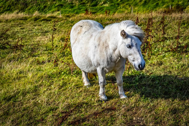 istock Shetland pony at Scotland, Shetland Islands 1005504962