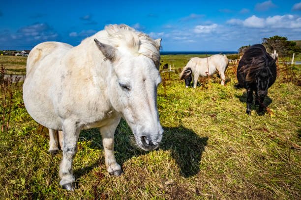 Shetland pony at Scotland, Shetland Islands, United Kingdom