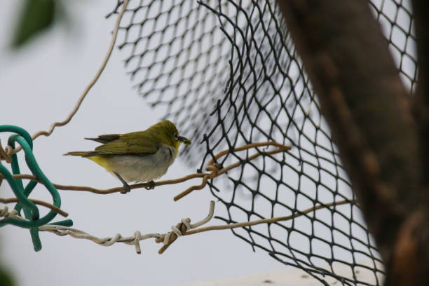 istock He is a little bird Zosterops japonicus 1005508084