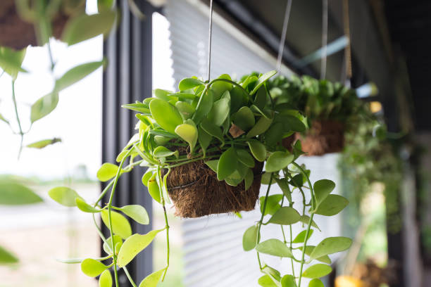 istock Flowerpots hanging on window sill 1005508382
