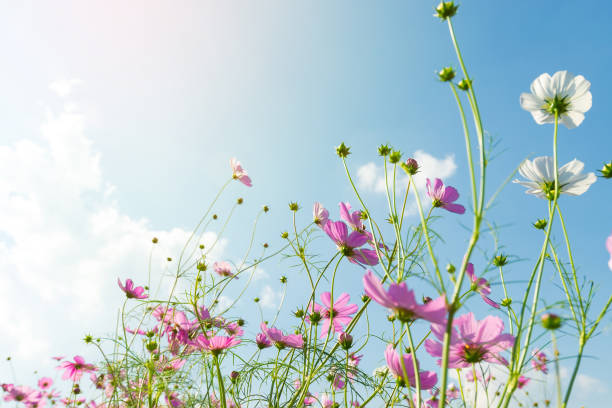 istock cosmos flower field with blue sky background 1005508388