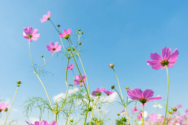 istock cosmos flower field with blue sky background 1005508392