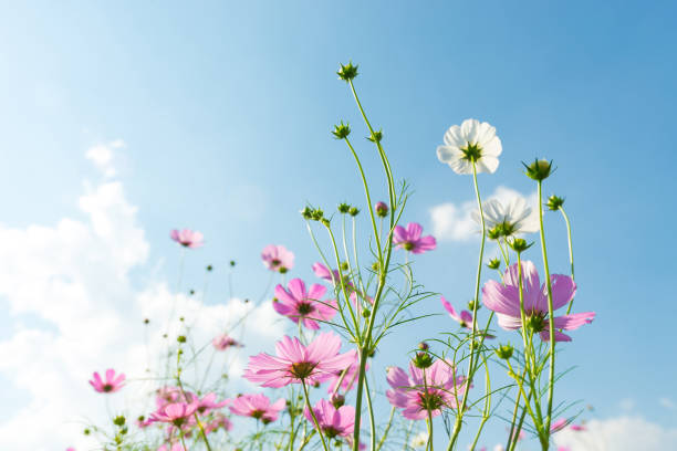 istock cosmos flower field with blue sky background 1005508402