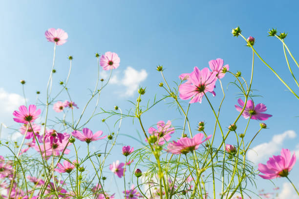 istock cosmos flower field with blue sky background 1005508406