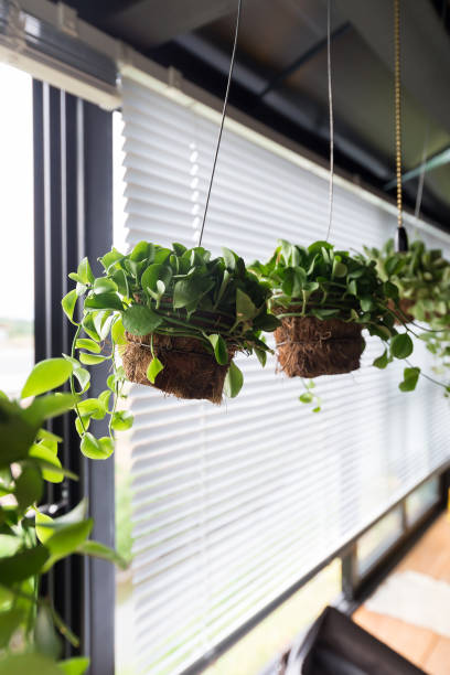 istock Flowerpots hanging on window sill 1005508428