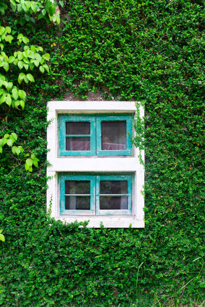 istock window and of a wall covered with ivy 1005508450