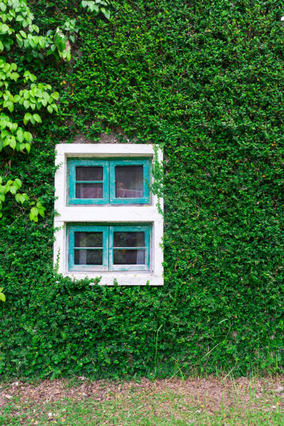 istock window and of a wall covered with ivy 1005508464