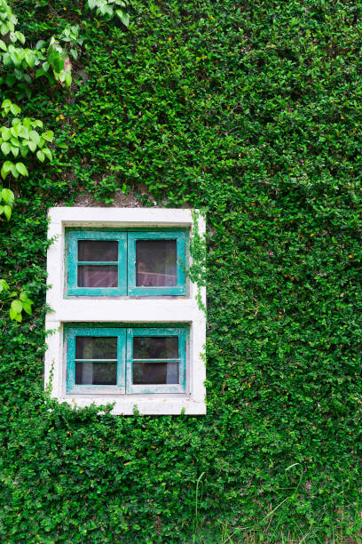istock window and of a wall covered with ivy 1005508466