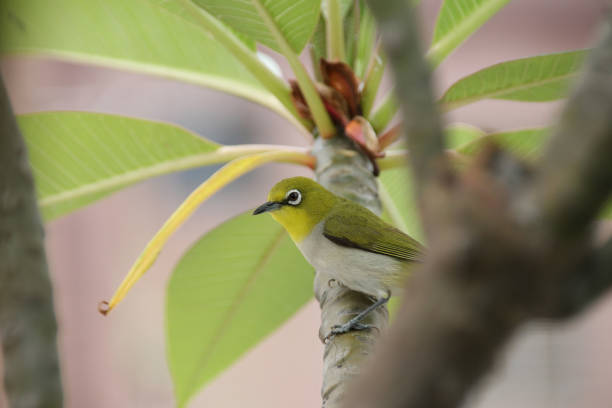 istock He is a little bird Zosterops japonicus 1005508516
