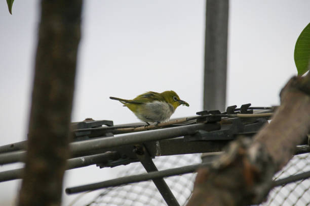 istock He is a little bird Zosterops japonicus 1005508604