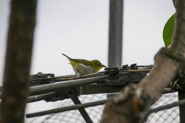istock He is a little bird Zosterops japonicus 1005508608