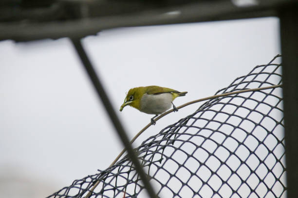 istock He is a little bird Zosterops japonicus 1005508628