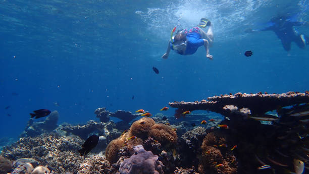 istock Snorkeling in clear tropical waters 1005513264
