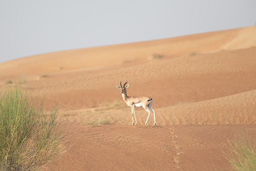 Proud male mountain gazelle posing on top of a desert dune. Dubai, UAE.