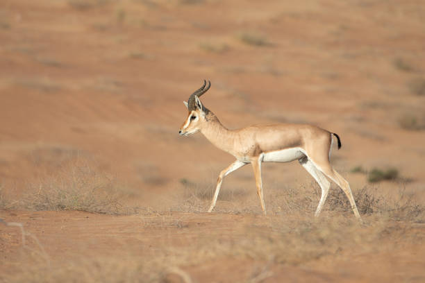 istock Single mountain gazelle running in the desert. 1005513556