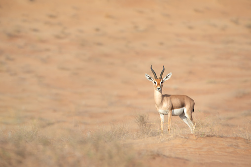Proud male mountain gazelle posing on top of a desert dune. Dubai, UAE.