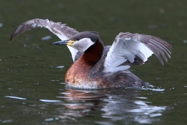 Red-necked grebes at sea.