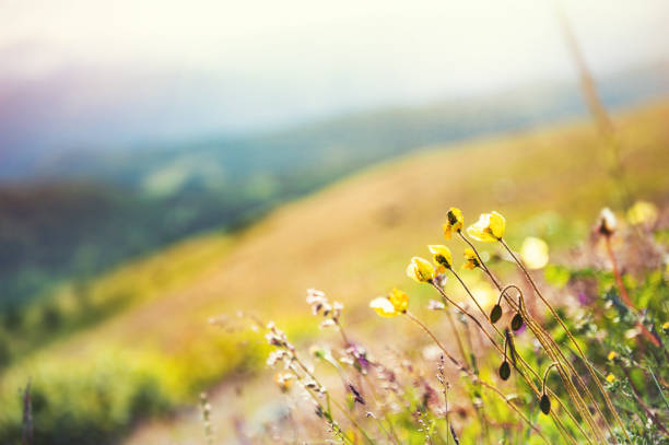 istock Yellow poppy flowers in the mountains. 1005516578