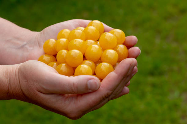 istock a handful of yellow cherries 1005516718