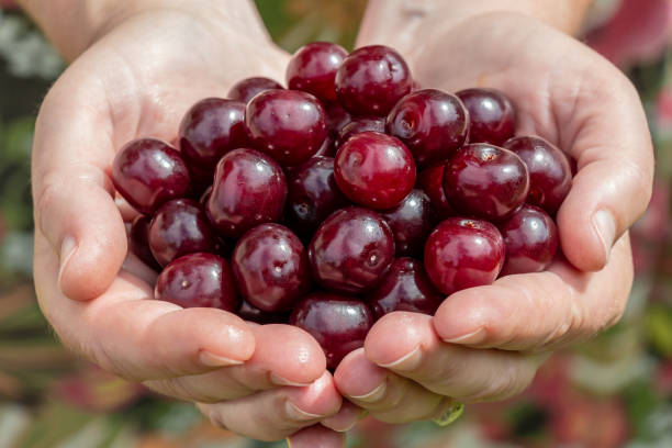 istock a handful of red cherries 1005516748