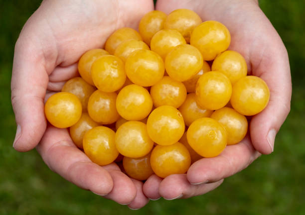 istock a handful of yellow cherries 1005516794
