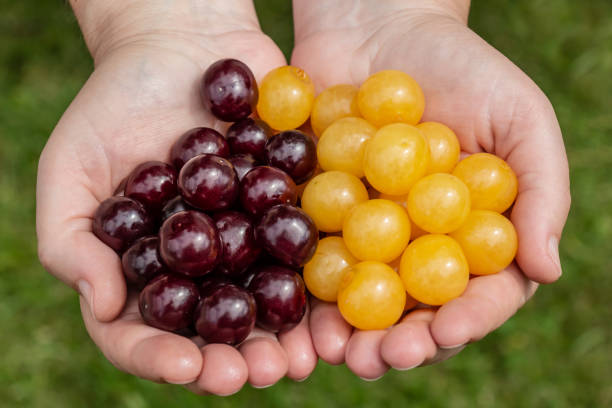 istock handful of red and yellow cherries 1005516802