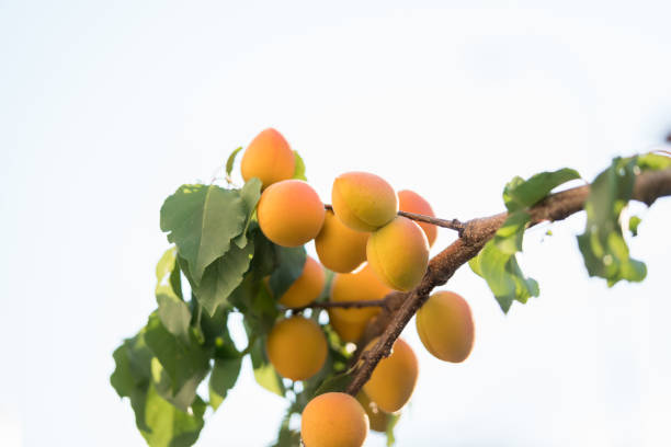 Apricot tree  with fruits