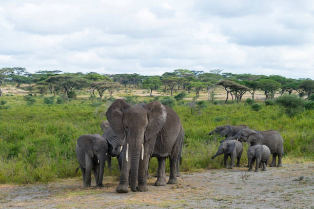 istock Elephant family, Africa 1005517808