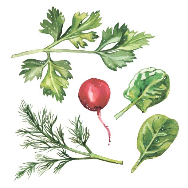 손-그린 수채화 허브 재료 시금치, 무, 딜, 파 슬 리 그림 세트 - radish white background vegetable leaf stock illustrations