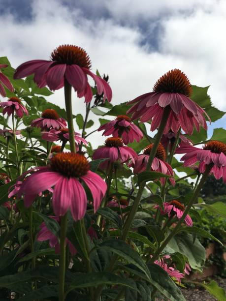 istock Blue sky and echinacea that grows in a container garden 1005520478
