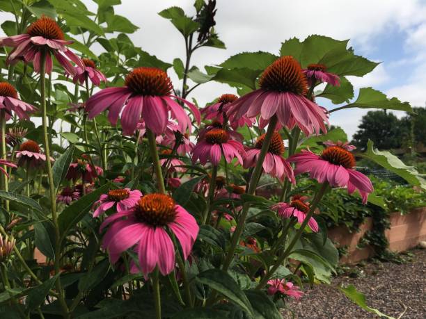istock Blue sky, a garden, and echinacea that grows in a container garden 1005520482