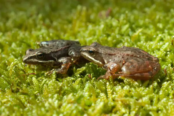Iberian frog (Rana iberica) leggy frog