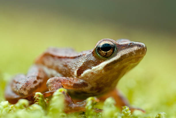 istock Iberian frog (Rana iberica) leggy frog 1005521142
