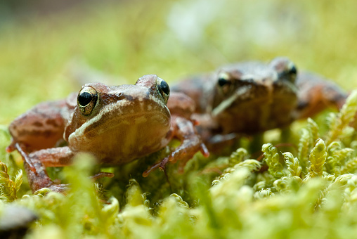 Close up of cane toads in headlights in the grass at night. Photographed in central Queensland, Australia.