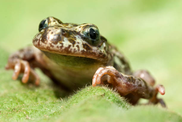 istock Iberian speckled sapillo (Pelodytes ibericus), amphibian 1005521214