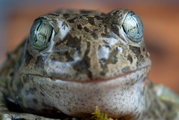 istock Spadefoot toad, Pelobates cultripes, amphibian 1005521368
