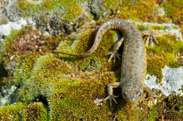 Spanish ribbed newt (Pleurodeles waltl) stock photo