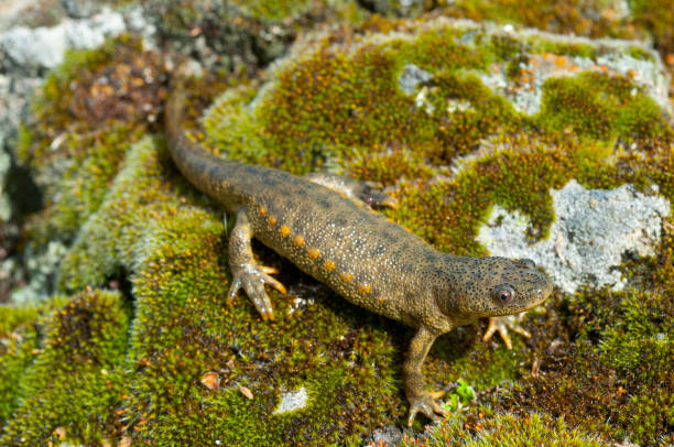 espagnol à nervures newt (pleurodeles waltl) - triton photos et images de collection