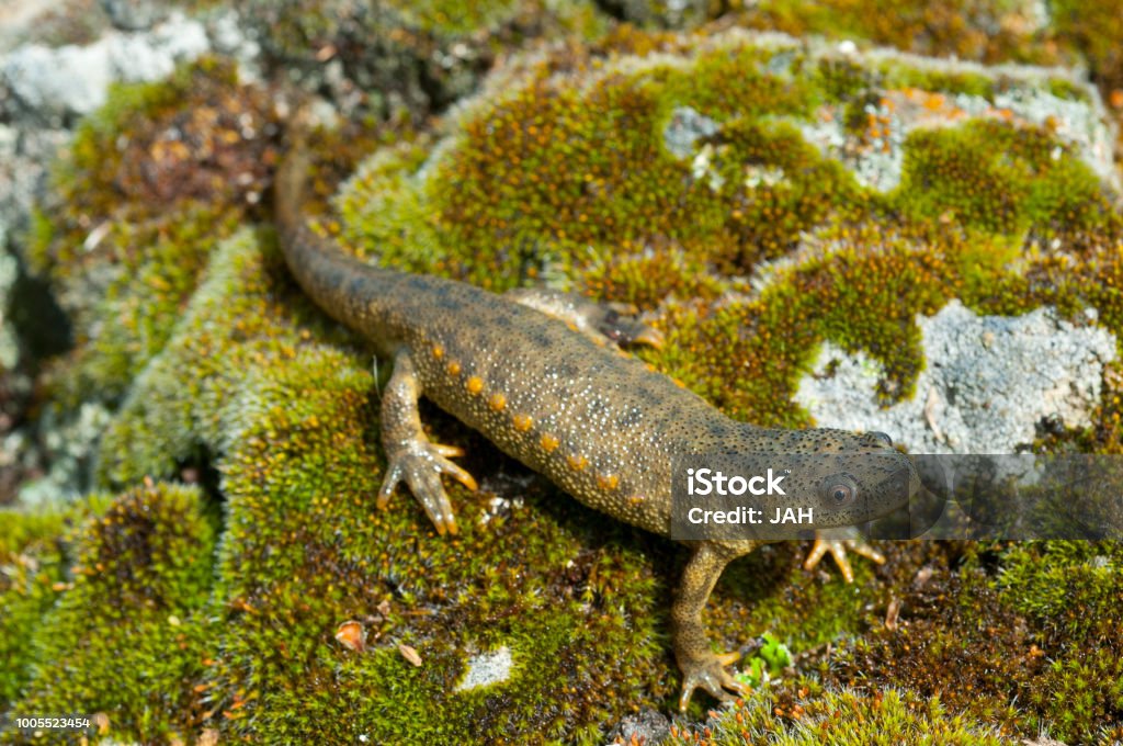 Spanish ribbed newt (Pleurodeles waltl) Newt Stock Photo
