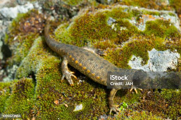 Spanish Ribbed Newt Stock Photo - Download Image Now - Newt, Ribbed, Iberian