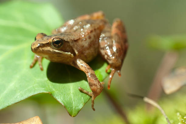 istock Iberian frog (Rana iberica) leggy frog 1005523510