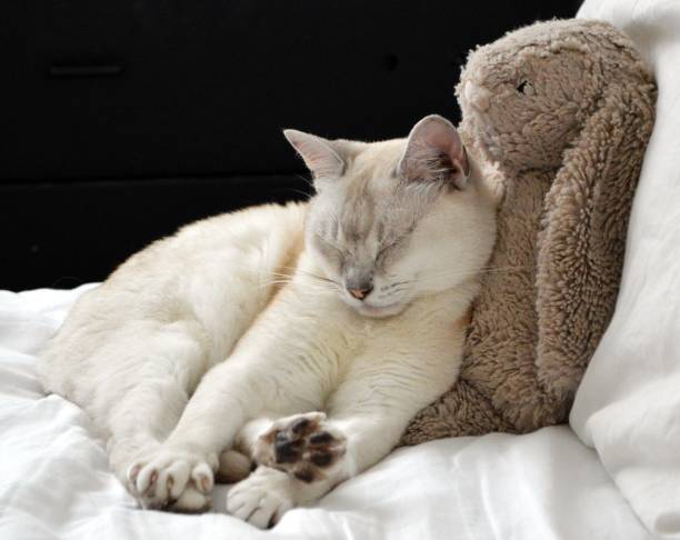 Burmilla cat sleeping with a soft toy rabbit