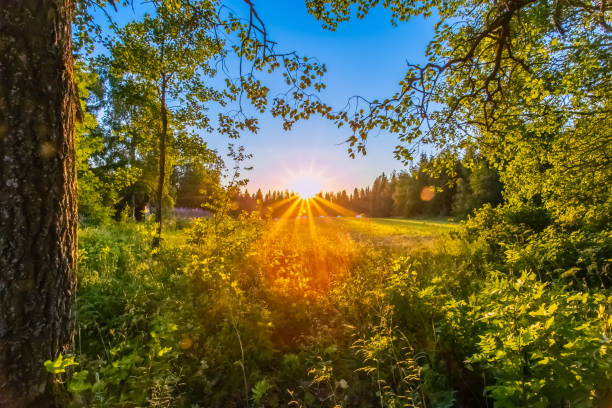 летний ночной закат из соткамо, финляндия. - midnight sun стоковые фото и изображения