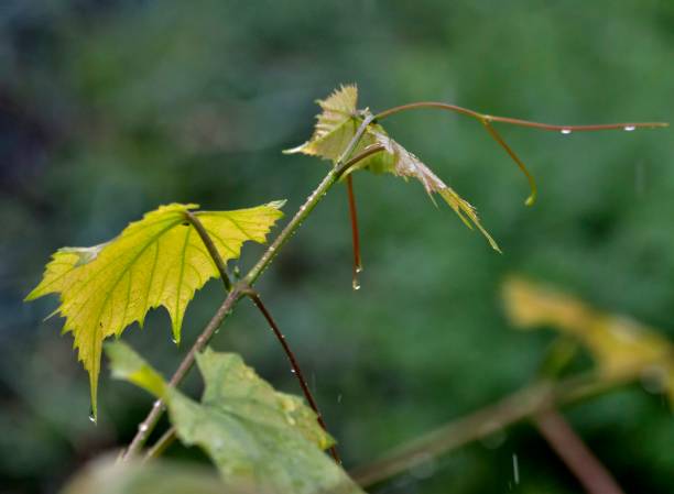 istock branch with grape leaves in the rain, soft focus 1005528878