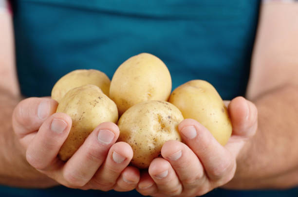 istock Farmer hold fresh organic potatoes in his hands. Vegetable harvest concept 1005529512