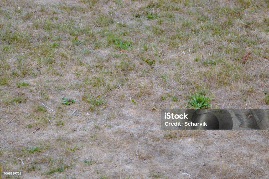 Drought - background Lawn during drought Cracked Stock Photo