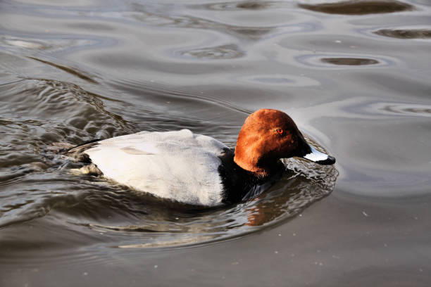 A view of a Canvasback duck with reflection A view of a Canvasback duck with reflection male north american canvasback duck aythya valisineria stock pictures, royalty-free photos & images