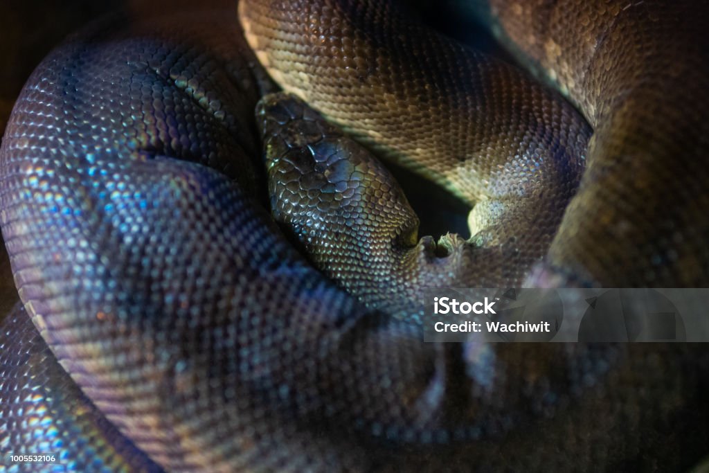 Macklot's Python Size Coiled Macklot Python Stock Photo - Download Image Now - Africa, Animal ...