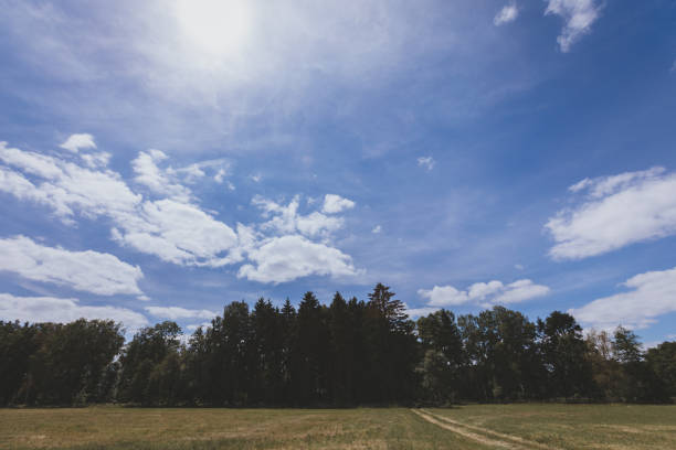 Road going to a uncultivated forest on a sunny summer day.