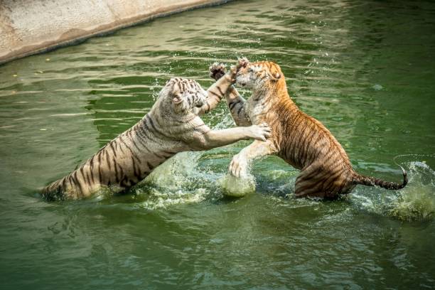 istock Two of tigers playing in the zoo 1005534770